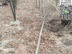 專家告訴你，為什么5公分櫸樹在園林界最暢銷