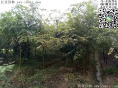 珍貴的紅櫸樹在我這，只珍不貴！