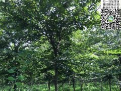 目前國內櫸樹哪里最多，你一定不知