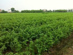 目前國內哪里的櫸樹小苗多？