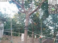 都是傲嬌的流蘇樹，只賣呆萌的價格