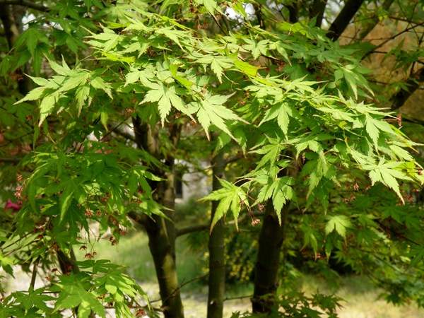 沭陽青楓樹 沭陽青楓樹