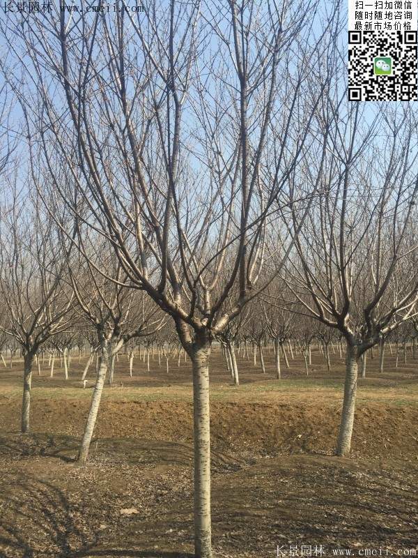 沭陽(yáng)大規(guī)格的櫻花樹(shù)