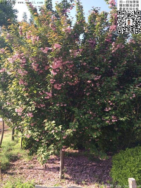 沭陽(yáng)大規(guī)格的櫻花樹(shù)