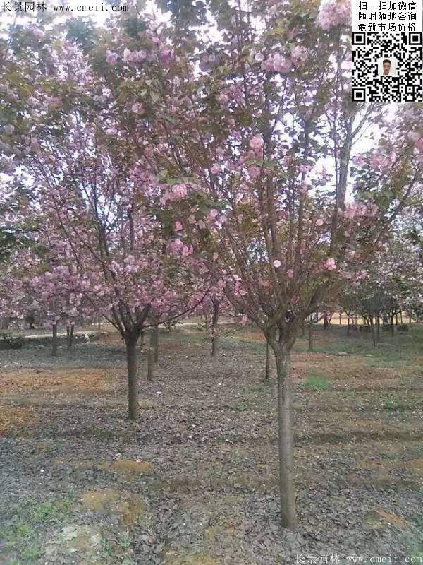 沭陽(yáng)大規(guī)格的櫻花樹(shù)