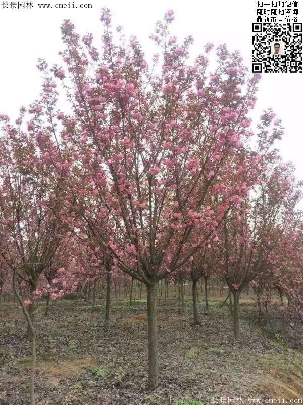 沭陽(yáng)大規(guī)格的櫻花樹(shù)