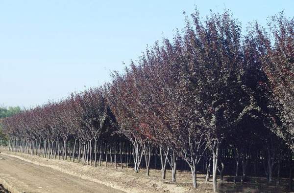 2016年紫葉李的價格 2016年紫葉李的價格