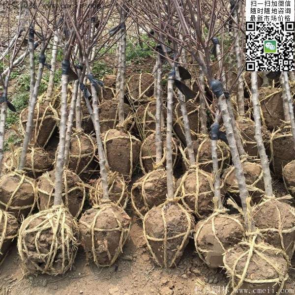 沭陽榆葉梅規格