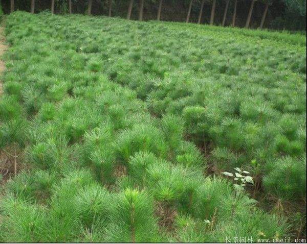 沭陽(yáng)黑松的價(jià)格 沭陽(yáng)黑松的價(jià)格