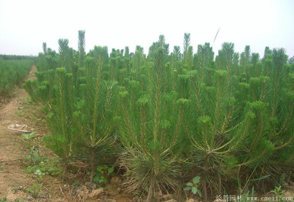 沭陽(yáng)黑松的價(jià)格 沭陽(yáng)黑松的價(jià)格