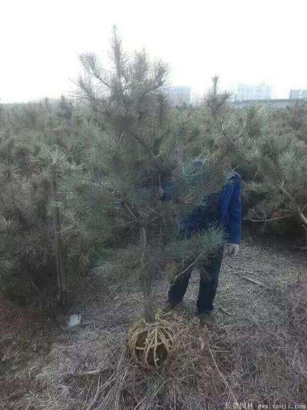 沭陽(yáng)黑松的價(jià)格 沭陽(yáng)黑松的價(jià)格