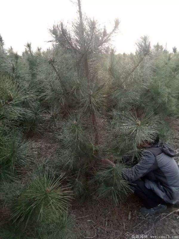 沭陽(yáng)黑松的價(jià)格 沭陽(yáng)黑松的價(jià)格