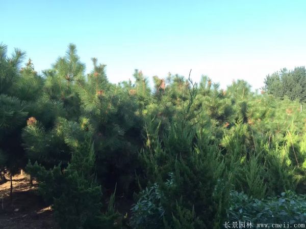 沭陽黑松的規格 沭陽黑松的規格