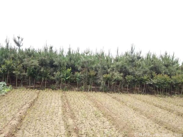 沭陽黑松的規格 沭陽黑松的規格