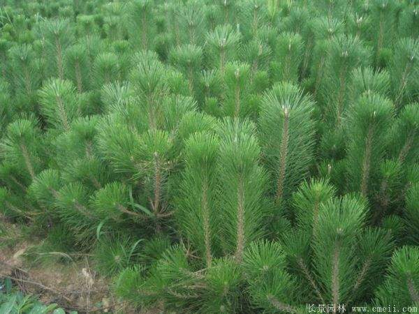 沭陽2-8公分直徑的黑松樹 沭陽2-8公分直徑的黑松樹