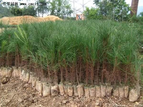 沭陽(yáng)黑松苗、黑松樹