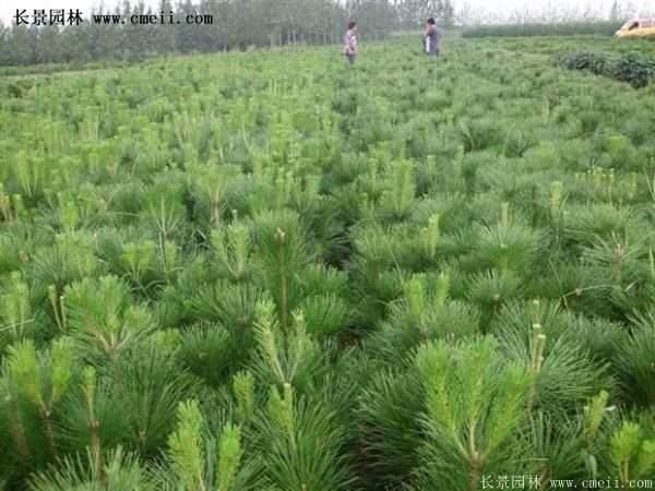 沭陽(yáng)黑松苗、黑松樹