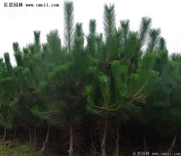 沭陽(yáng)黑松苗、黑松樹
