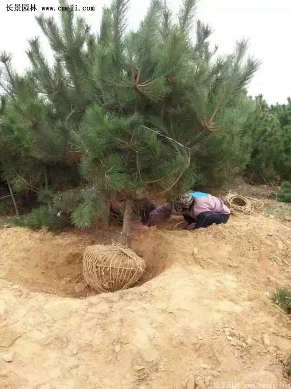 沭陽(yáng)黑松苗、黑松樹