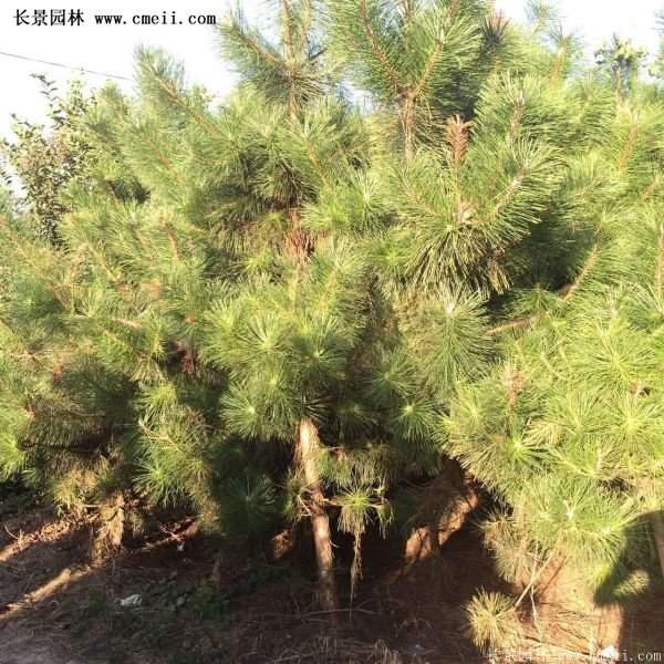 沭陽(yáng)黑松苗、黑松樹