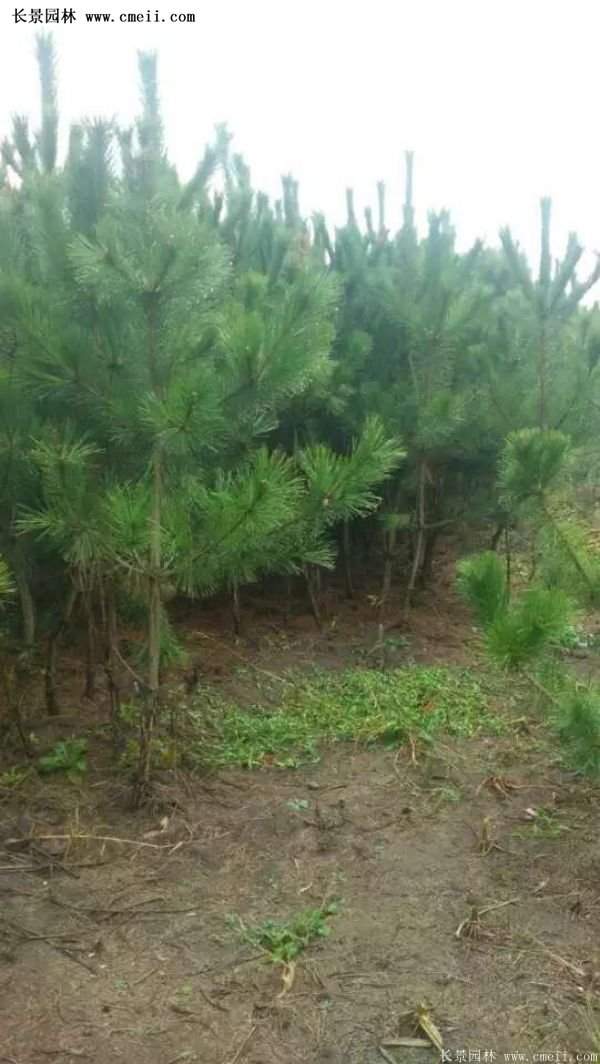 沭陽(yáng)黑松苗、黑松樹
