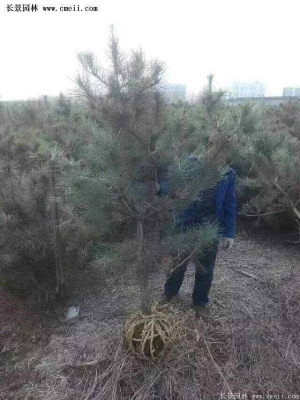 沭陽的黑松基地 沭陽的黑松基地