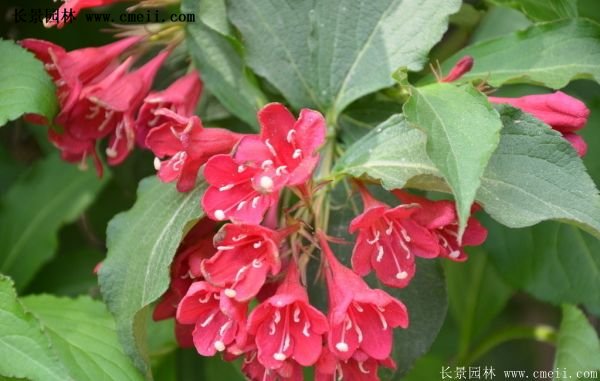 沭陽(yáng)紅王子錦帶基地照片 沭陽(yáng)紅王子錦帶基地照片