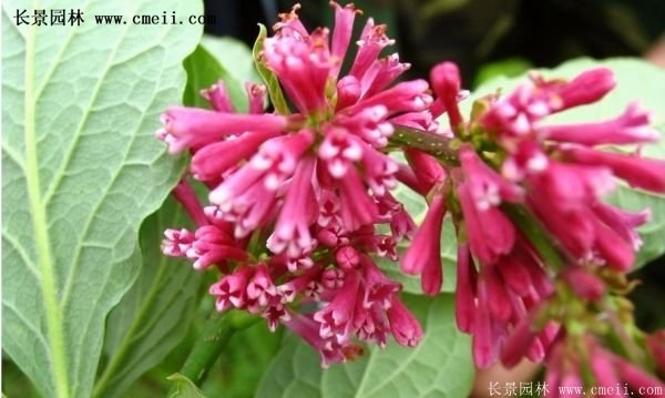 沭陽(yáng)紅王子錦帶基地照片 沭陽(yáng)紅王子錦帶基地照片