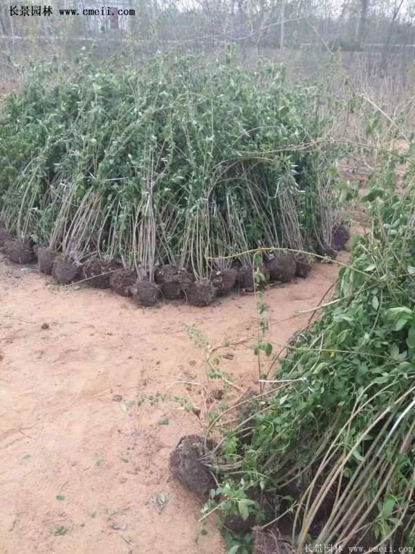 紅王子錦帶花 紅王子錦帶花