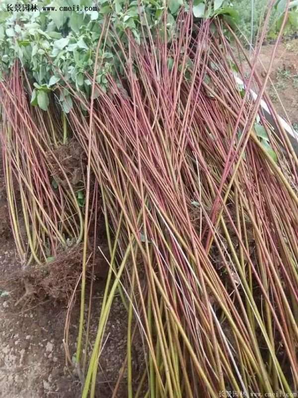 紅瑞木產(chǎn)地 紅瑞木產(chǎn)地