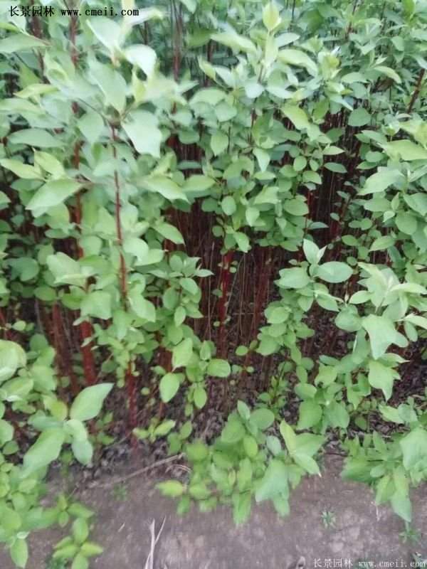 紅瑞木產(chǎn)地 紅瑞木產(chǎn)地