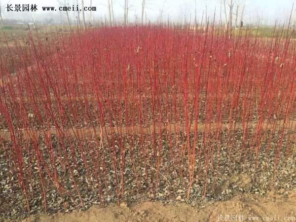 紅瑞木產地 紅瑞木產地