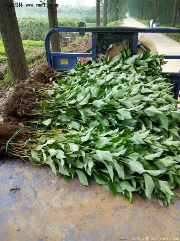 紅瑞木金牌的供應商 紅瑞木金牌的供應商