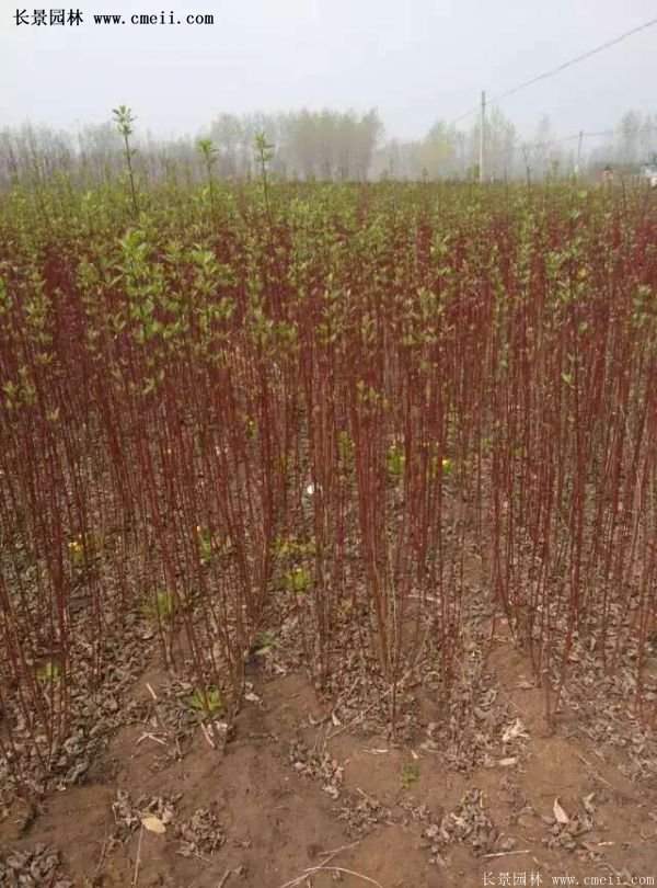 紅瑞木金牌的供應商 紅瑞木金牌的供應商