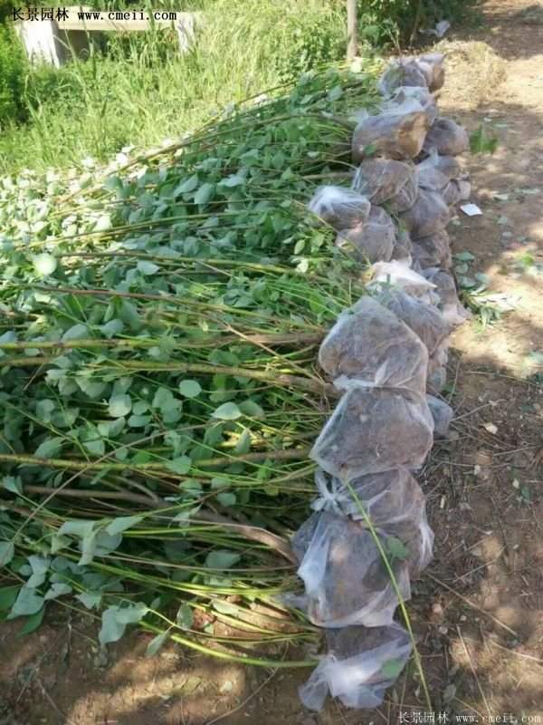 紅瑞木金牌的供應商 紅瑞木金牌的供應商