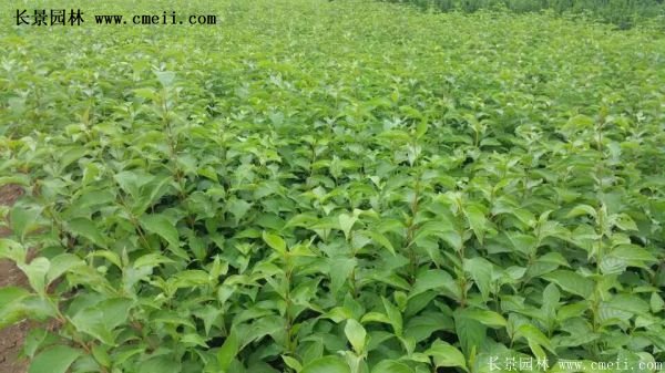 紅瑞木金牌的供應商 紅瑞木金牌的供應商