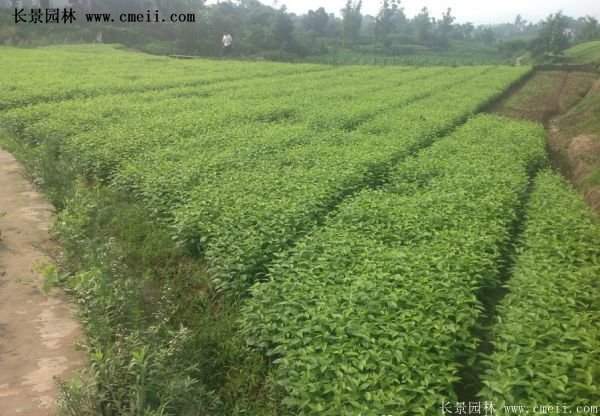 紅瑞木金牌的供應商 紅瑞木金牌的供應商
