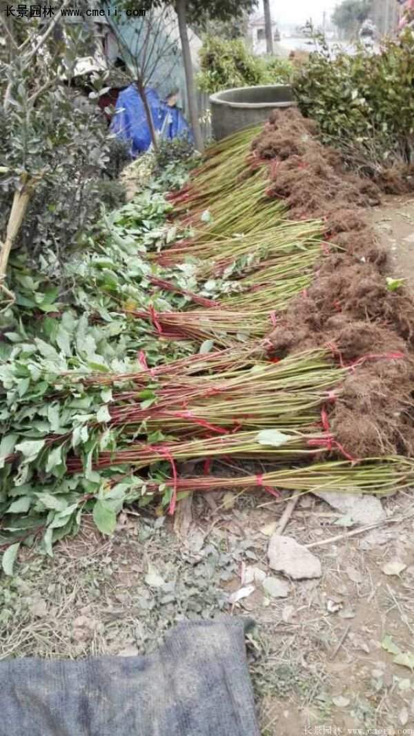 沭陽(yáng)紅瑞木價(jià)格 沭陽(yáng)紅瑞木價(jià)格