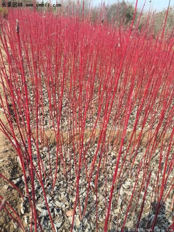 沭陽(yáng)紅瑞木價(jià)格 沭陽(yáng)紅瑞木價(jià)格