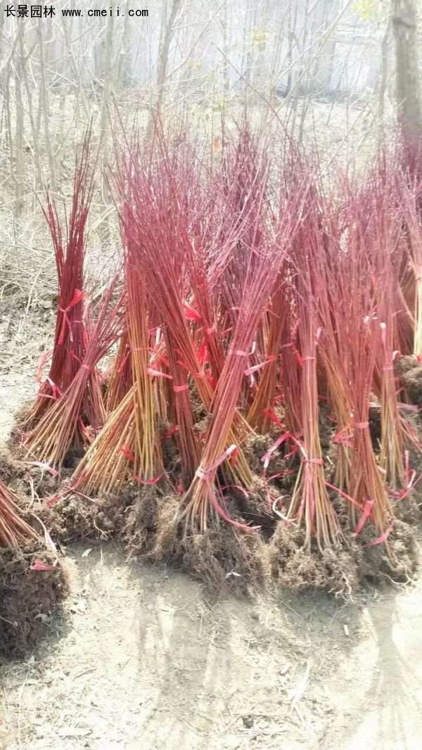 紅瑞木規格 紅瑞木規格