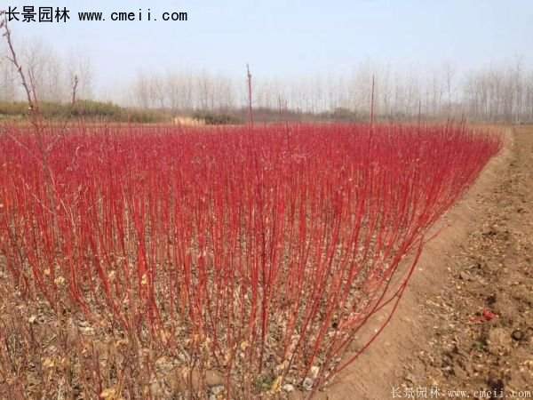 紅瑞木規格 紅瑞木規格