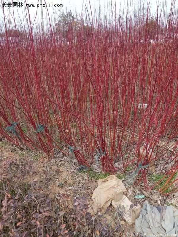 紅瑞木規格 紅瑞木規格