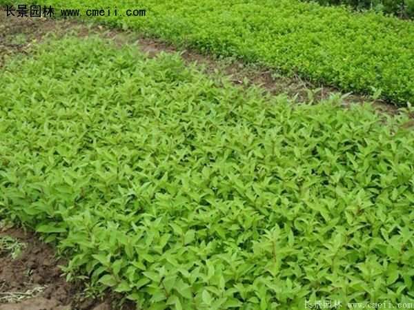 沭陽紅瑞木價格 沭陽紅瑞木價格