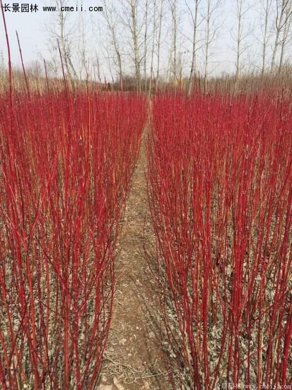 沭陽紅瑞木價格 沭陽紅瑞木價格