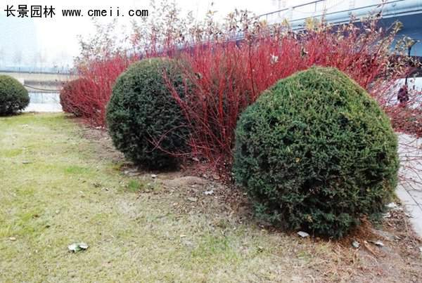 沭陽紅瑞木 沭陽紅瑞木