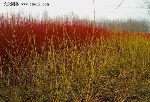 紅瑞木 黃瑞木 紅瑞木 黃瑞木