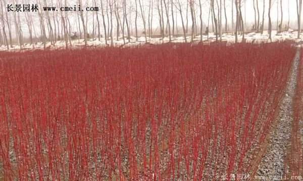 紅瑞木 黃瑞木 紅瑞木 黃瑞木