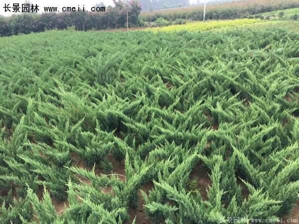 地柏行情 地柏行情