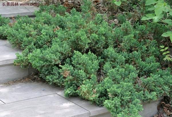 地柏價(jià)格 地柏價(jià)格