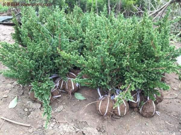 地柏價(jià)格 地柏價(jià)格